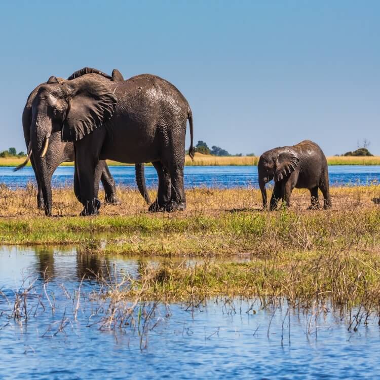 Zambezi_Queen_Collection-brand-page-intro_w5ha38